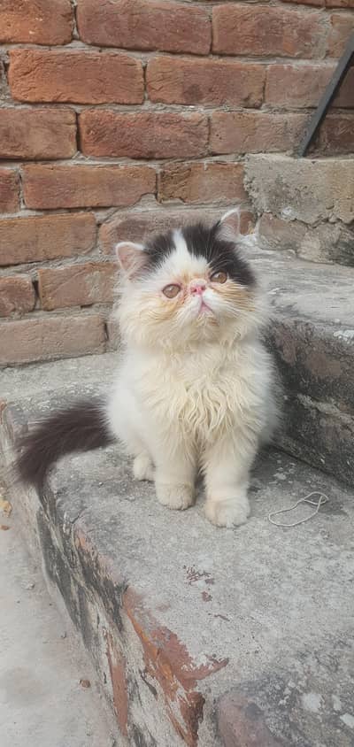 CFA Bloodline male kitten