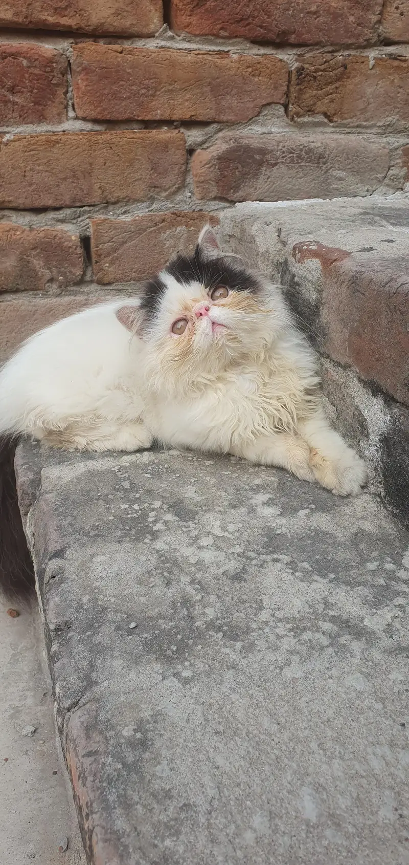 CFA Bloodline male kitten — photo 2