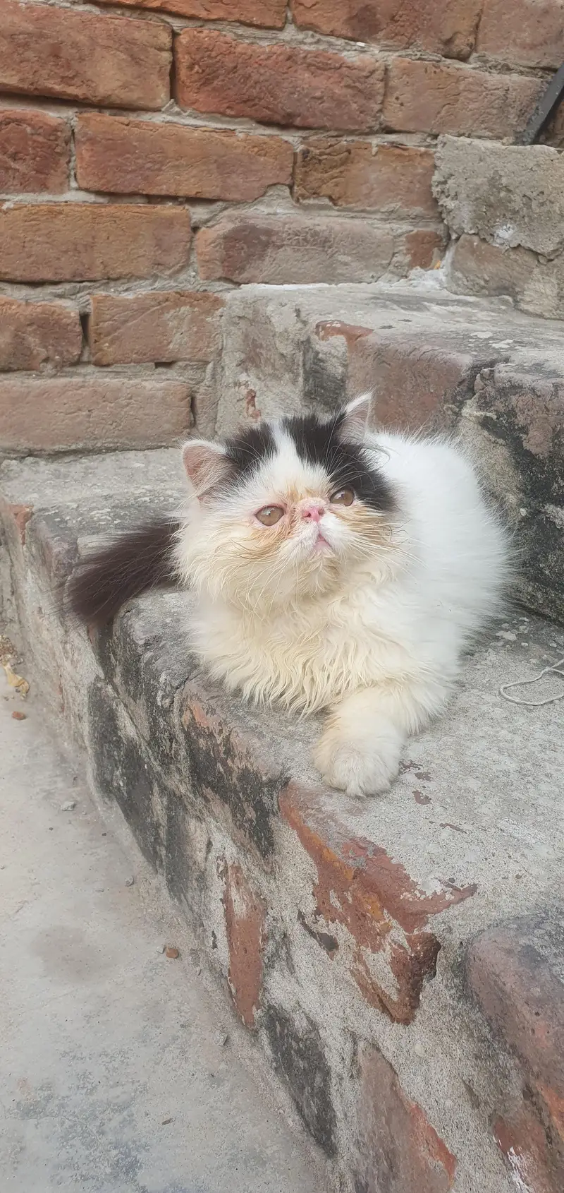 CFA Bloodline male kitten — photo 3