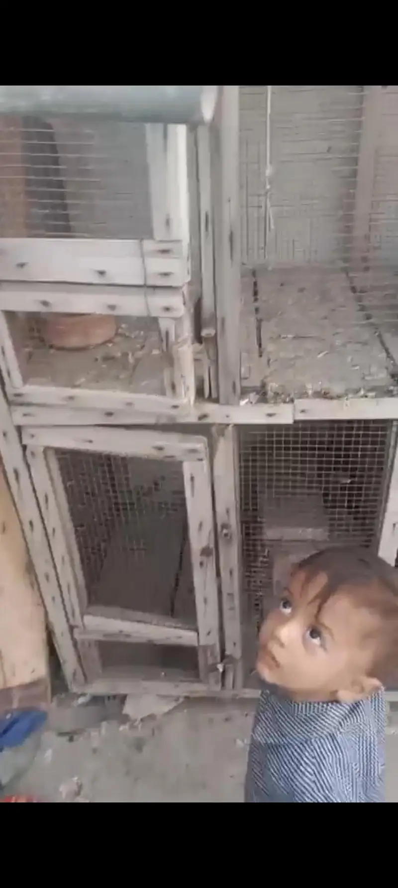 2 by 2 4 Poration Cage Hai Mango Wali Lakri ka bana howa hai — photo 2