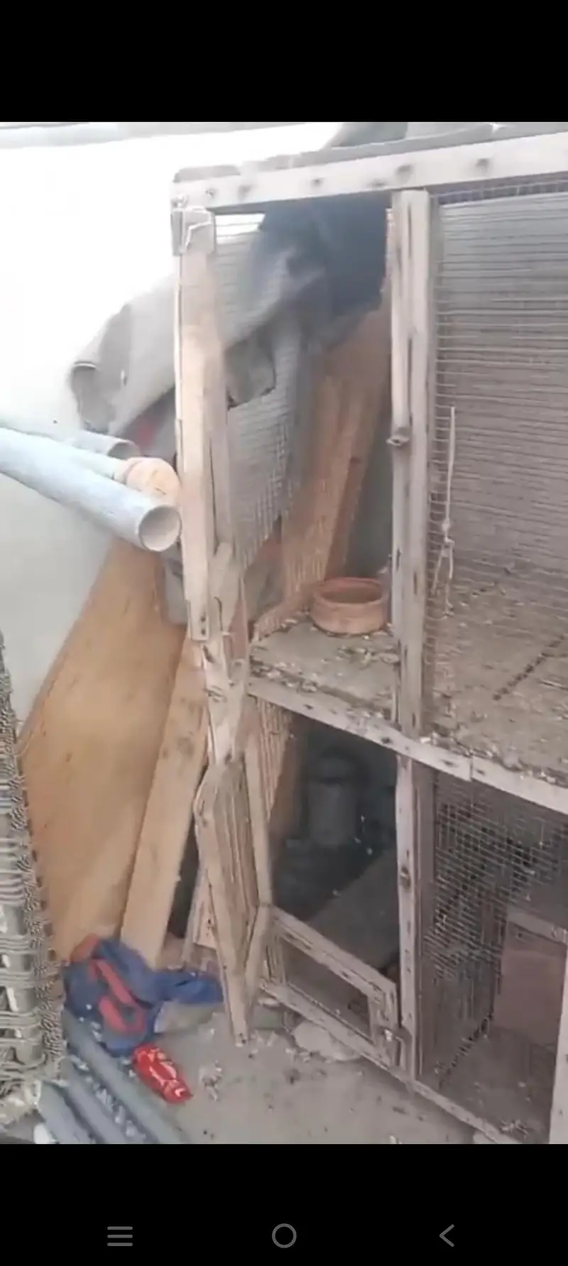 2 by 2 4 Poration Cage Hai Mango Wali Lakri ka bana howa hai — photo 4