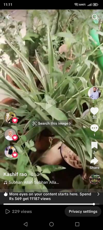 masallah say helthey plant for sale