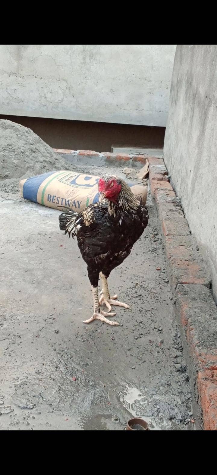 all ok hen 1