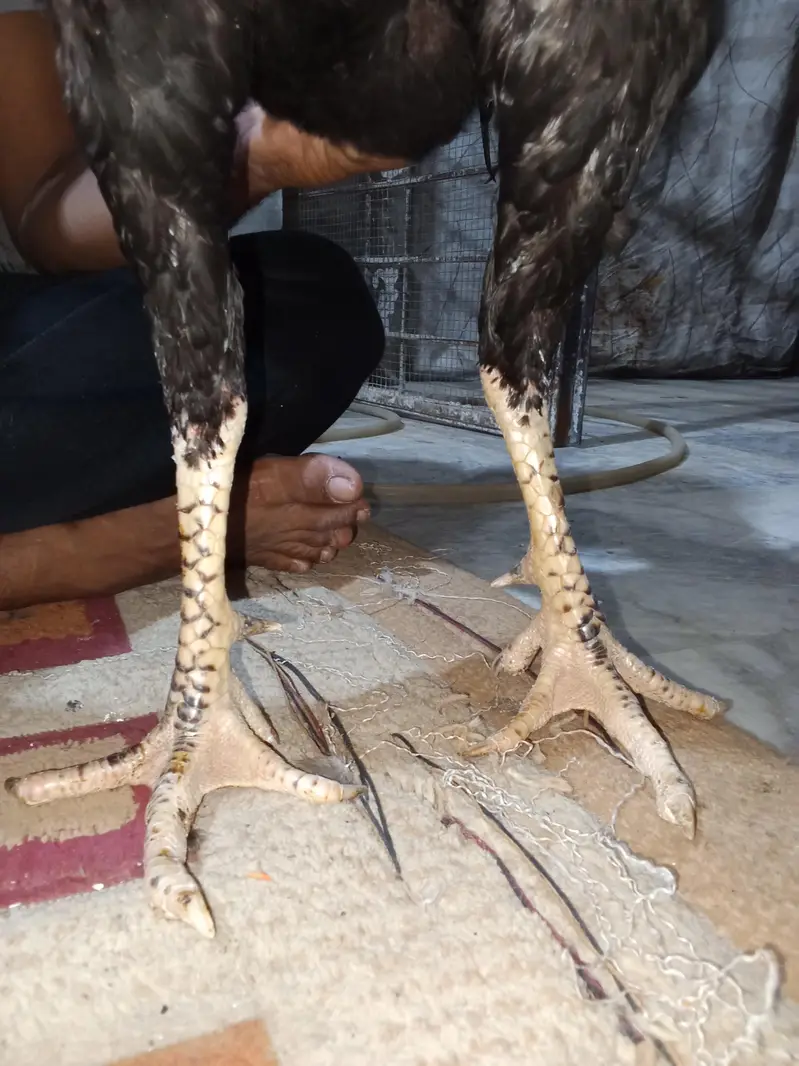 all ok hen — photo 3