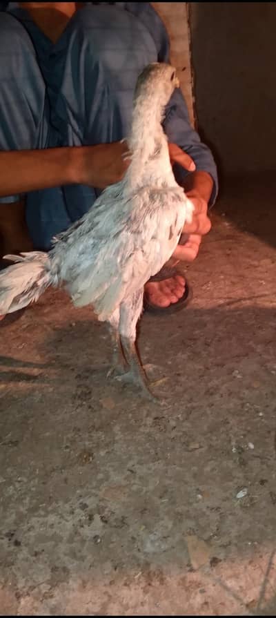 pure ice blue dragon chick  healthy  active 03224512861