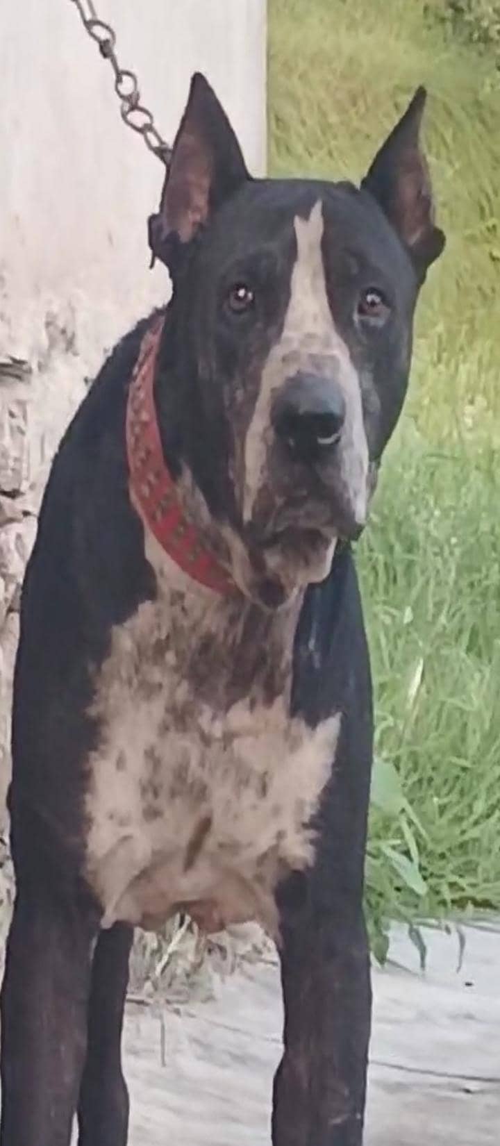 bully dog 0