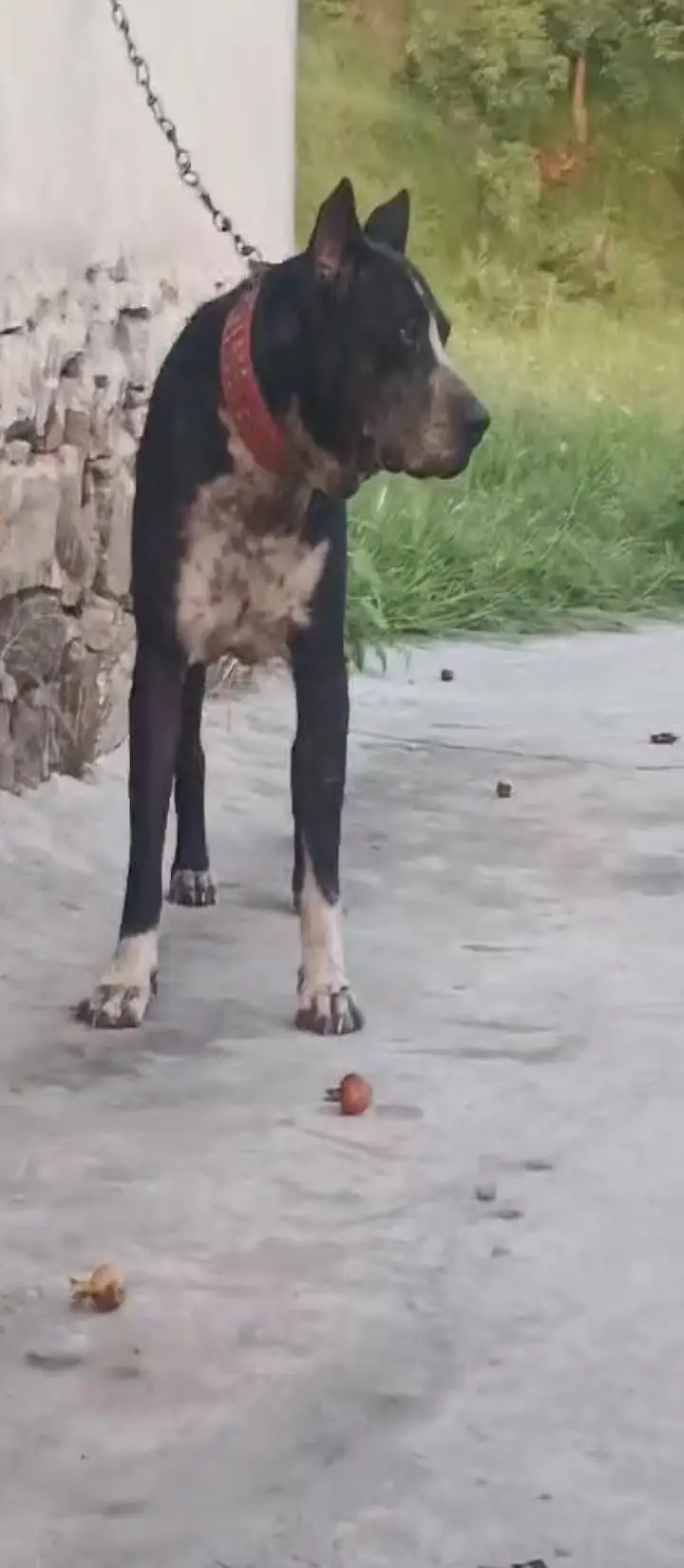 bully dog — photo 2