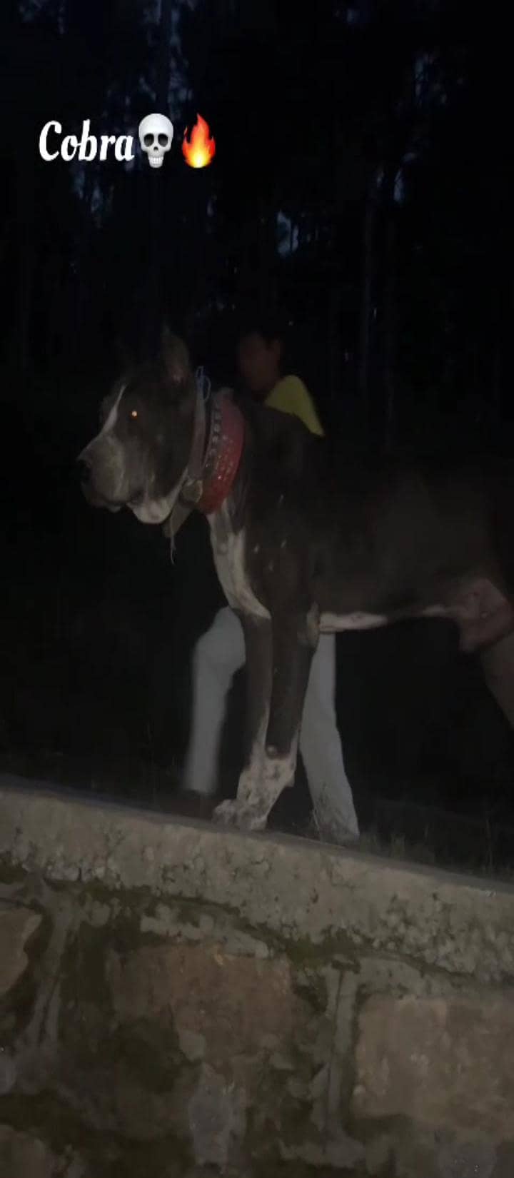 bully dog 2