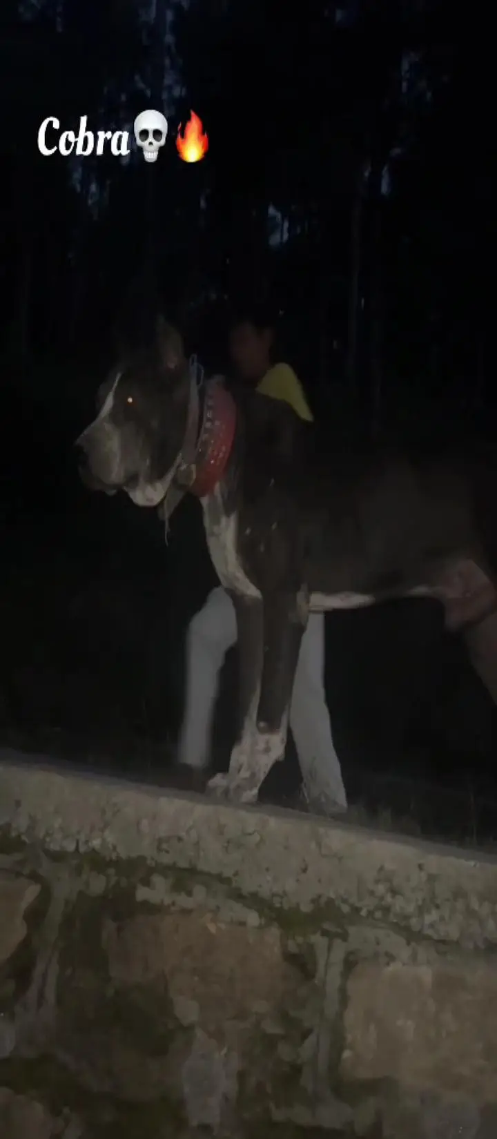 bully dog — photo 3