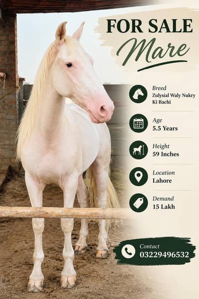 5 Year Olld Nukri Ghori - Best for Breeding and Riding