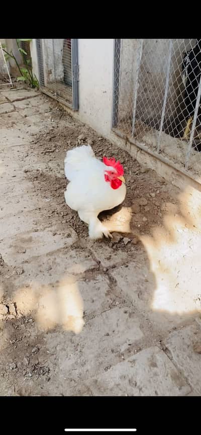 Beautiful White Bantam Pair for Sale | White Bantum Pair for Sale