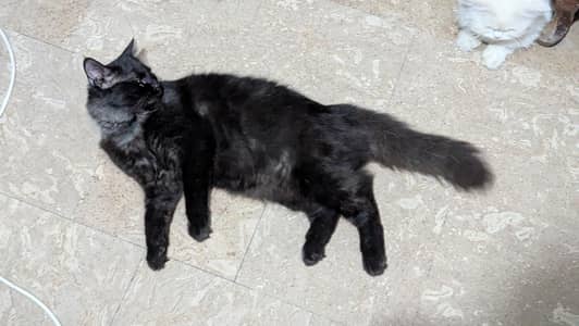 black Persian cat