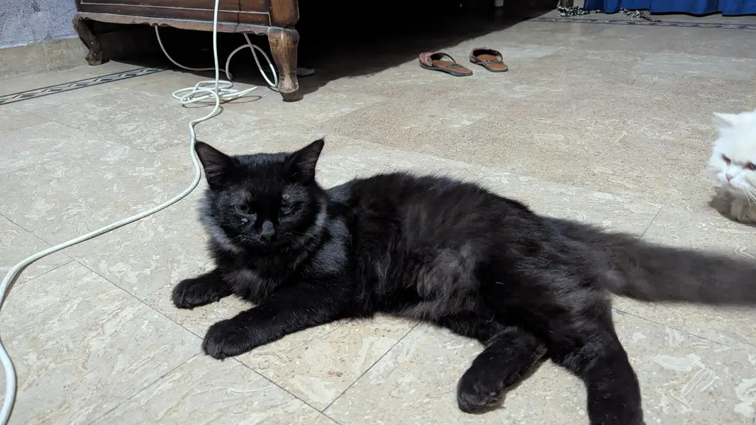 black Persian cat — photo 2