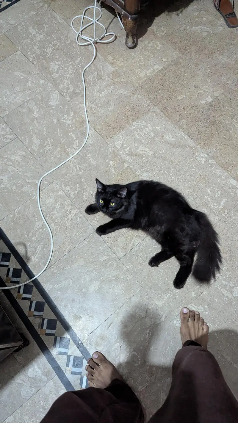 black Persian cat — photo 3