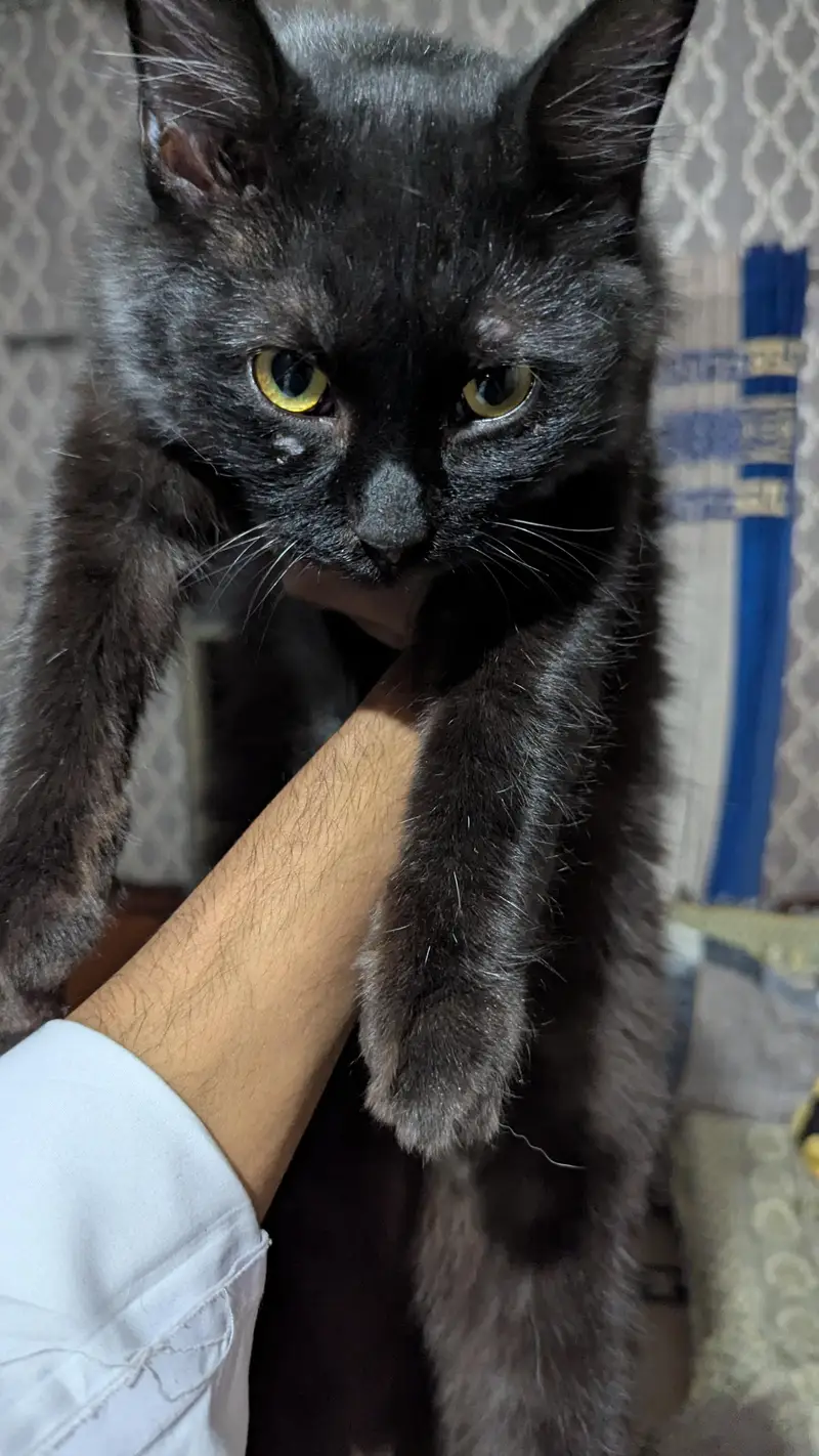 black Persian cat — photo 4