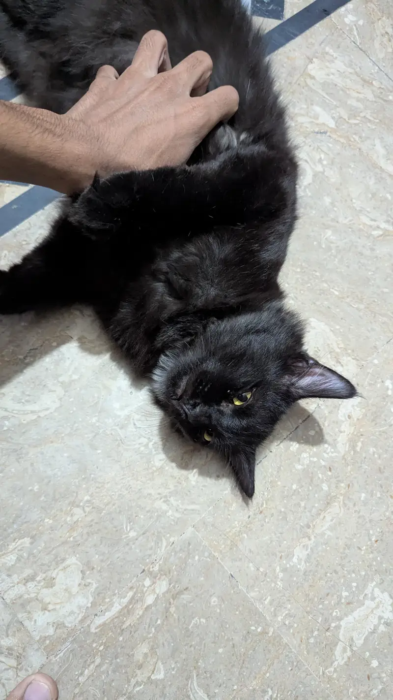 black Persian cat — photo 5