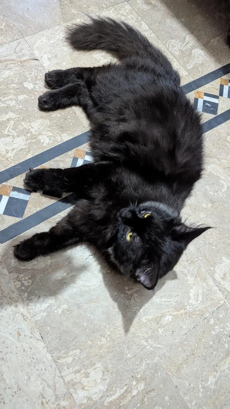 black Persian cat — photo 6