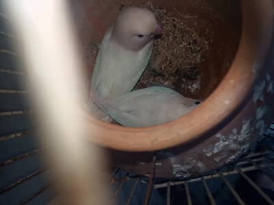 love birds