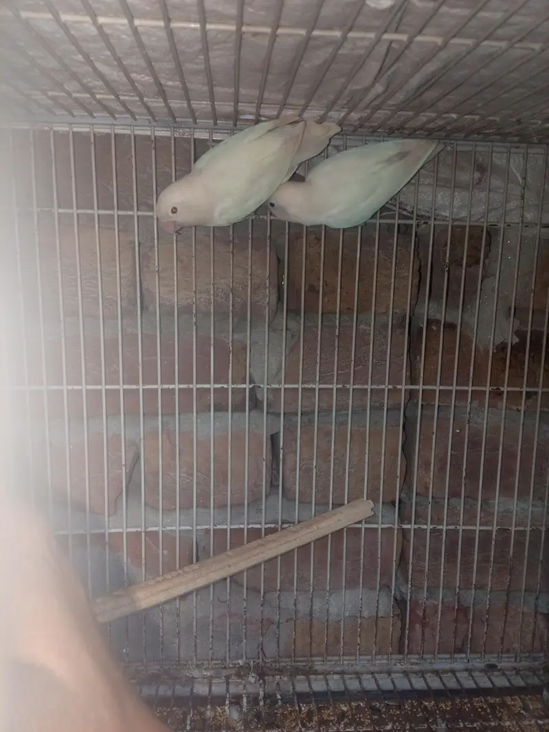 love birds — photo 2