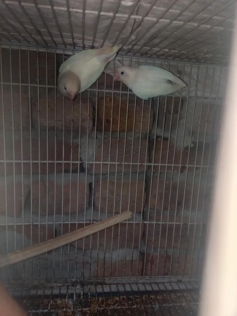 love birds — photo 3