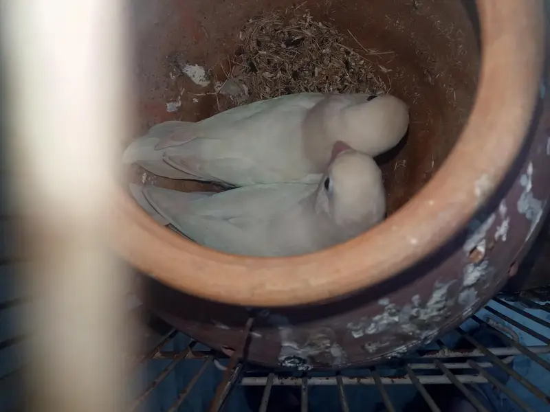love birds — photo 4