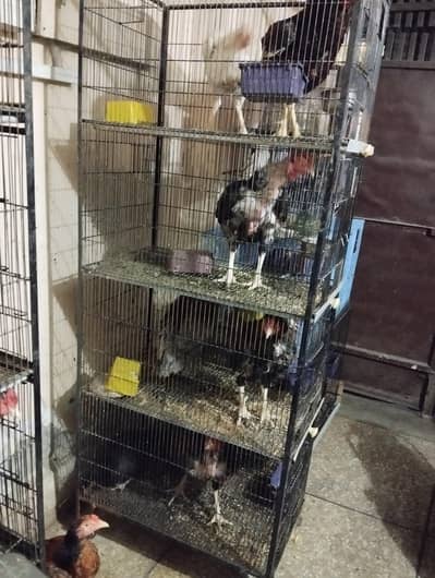 Aseel hens Sale contact number. . 03069696395