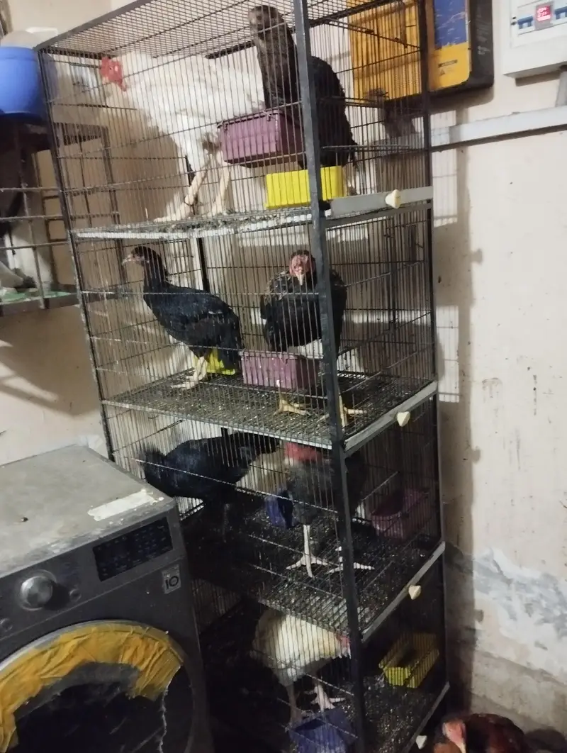 Aseel hens Sale contact number. . 03069696395 — photo 2