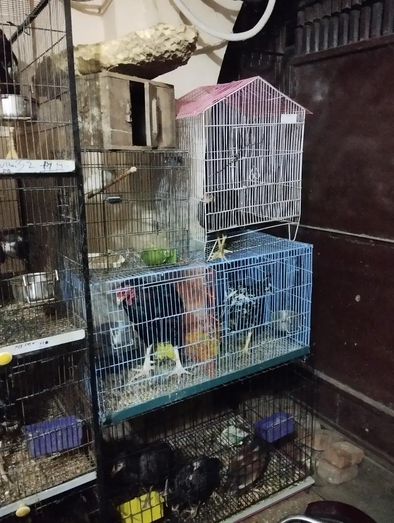 Aseel hens Sale contact number. . 03069696395 — photo 3