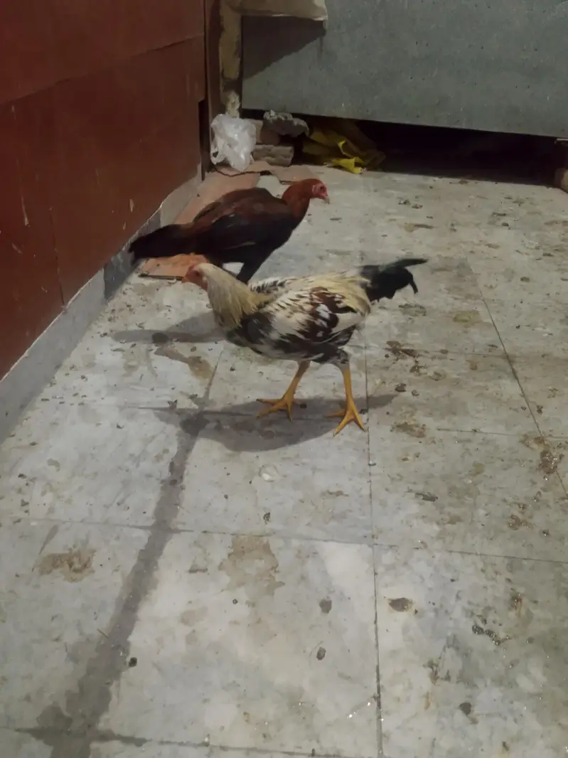 aseel 2 male — photo 2