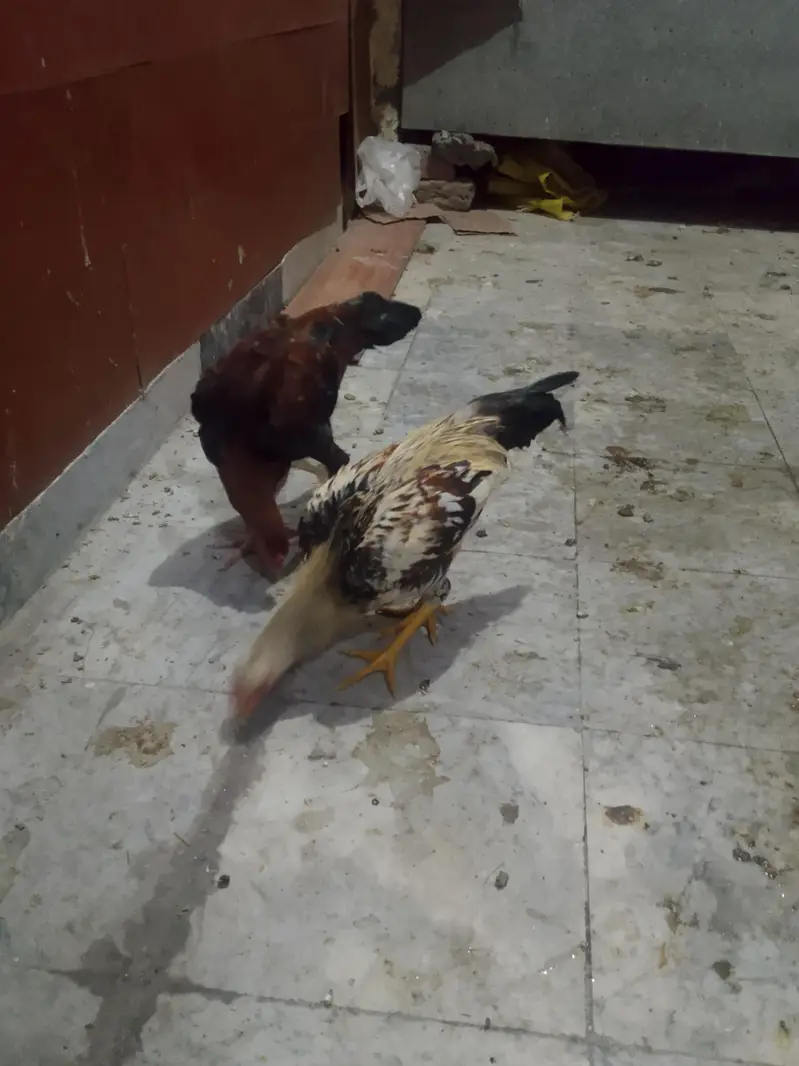 aseel 2 male — photo 3