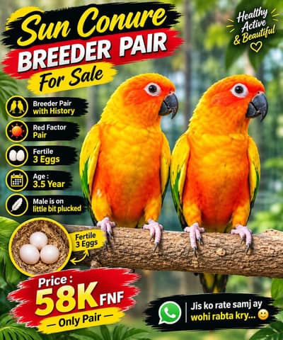 Suncinour breeder pair available for sale