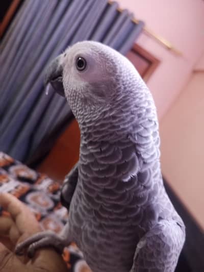Grey for sale Jumbo size