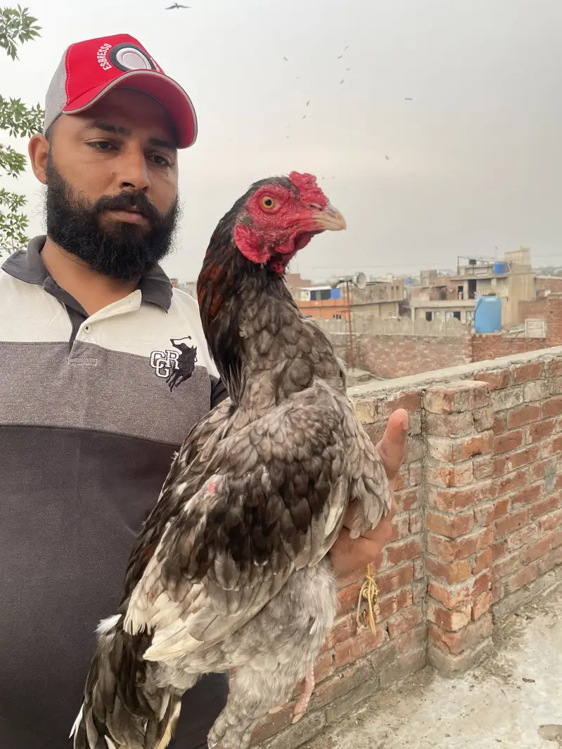 Aseel murga — photo 3