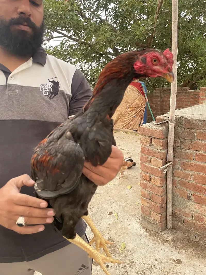 Aseel murga — photo 7
