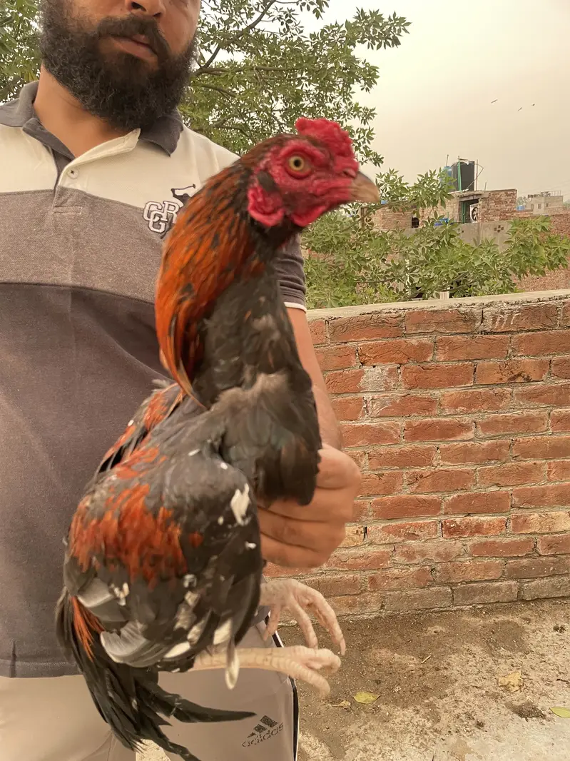 Aseel murga — photo 8