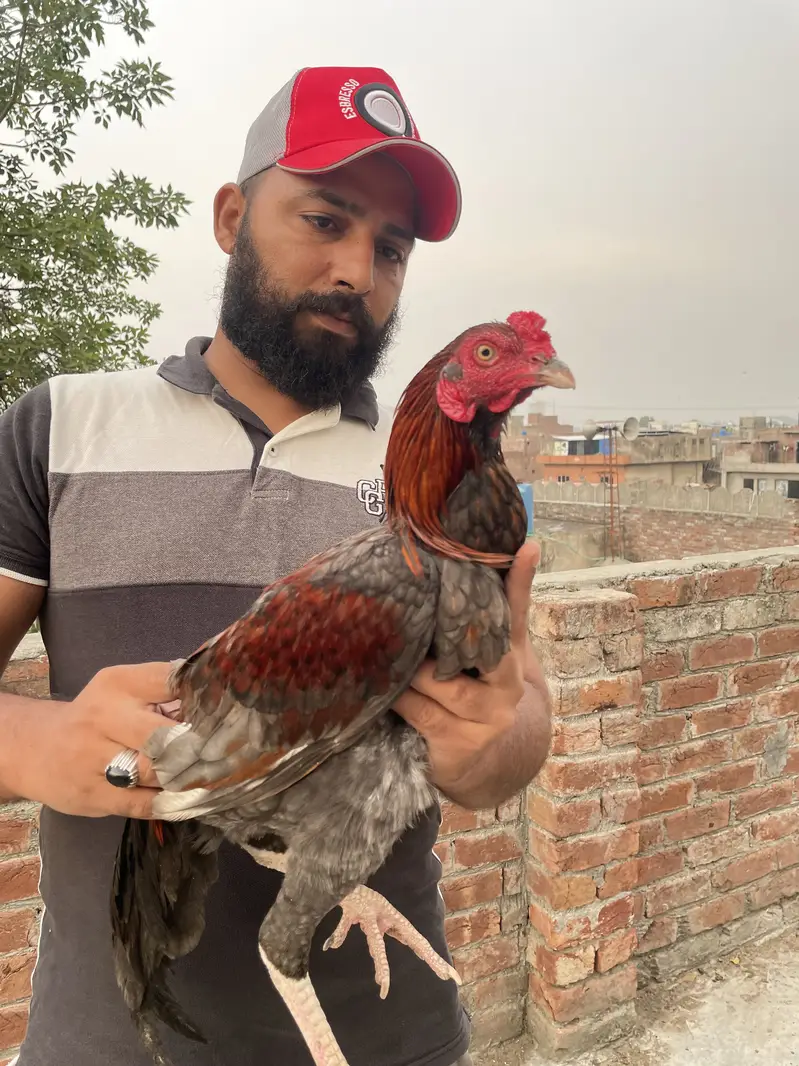 Aseel murga — photo 10