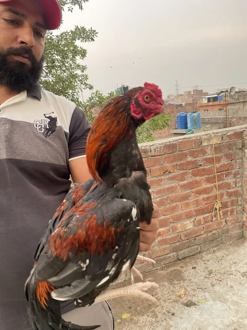 Aseel murga — photo 11