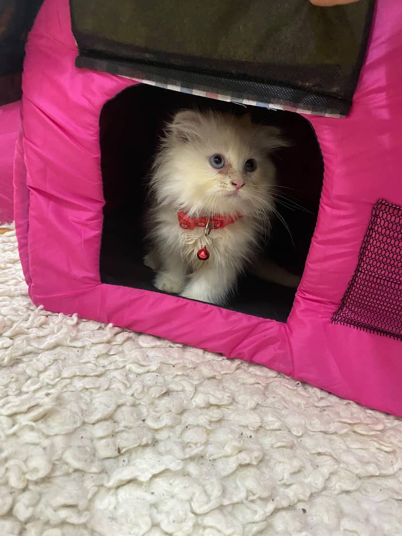 Persian kitten 0