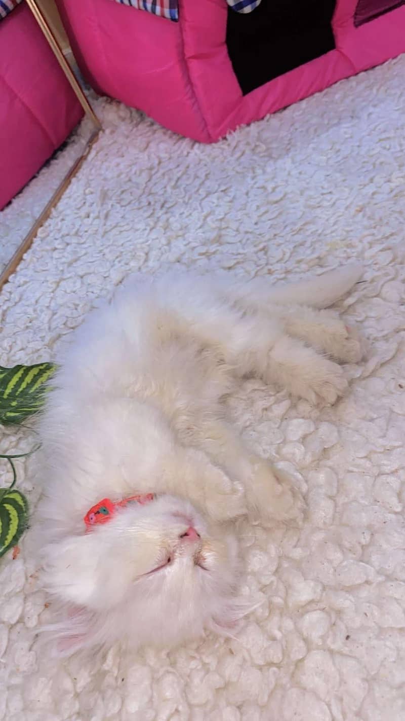 Persian kitten 1