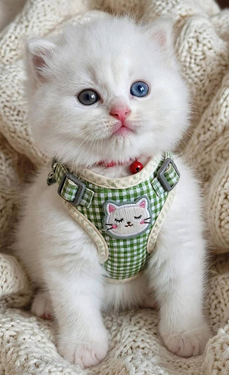 Persian kitten 2