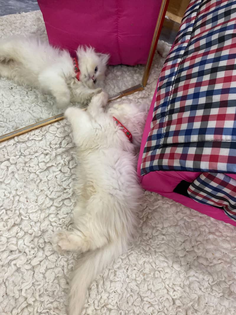 Persian kitten 3