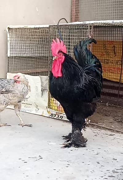Black buff and golden misri