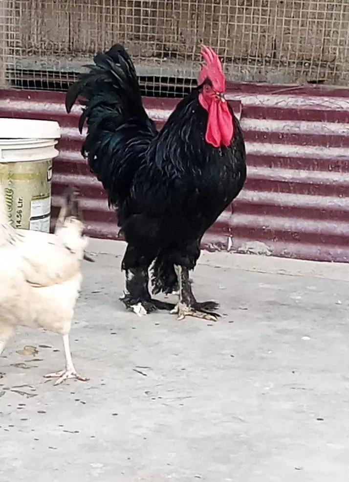 Black buff and golden misri — photo 2