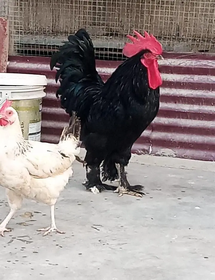 Black buff and golden misri — photo 3
