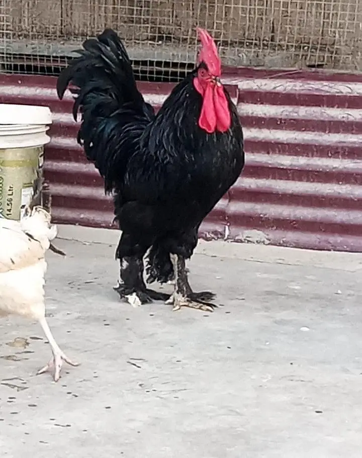 Black buff and golden misri — photo 4