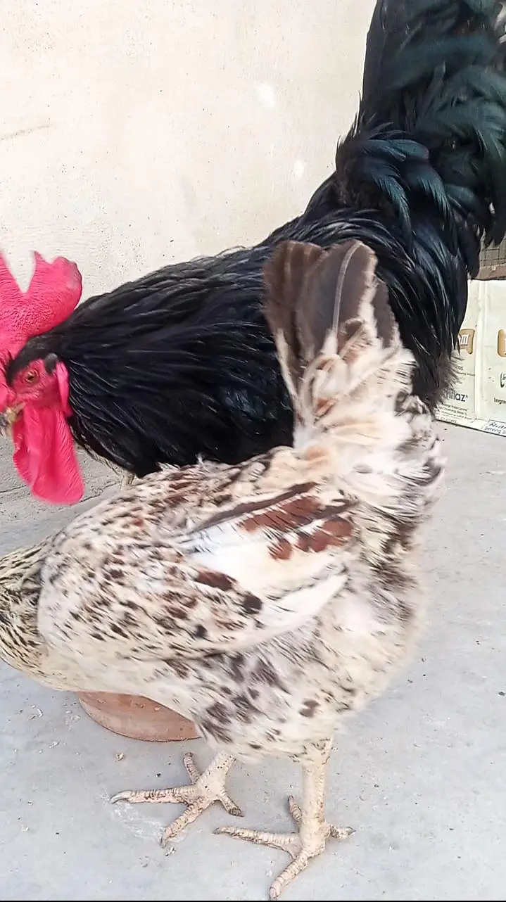 Black buff and golden misri — photo 6