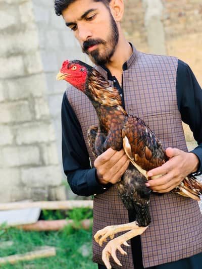 khujria aseel