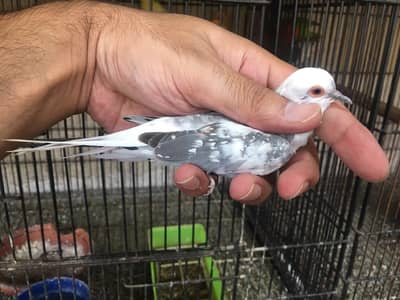 Blue pied dove