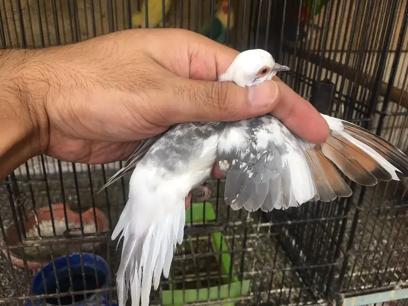Blue pied dove — photo 2