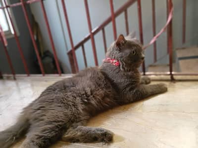 russian male cat  available for sale